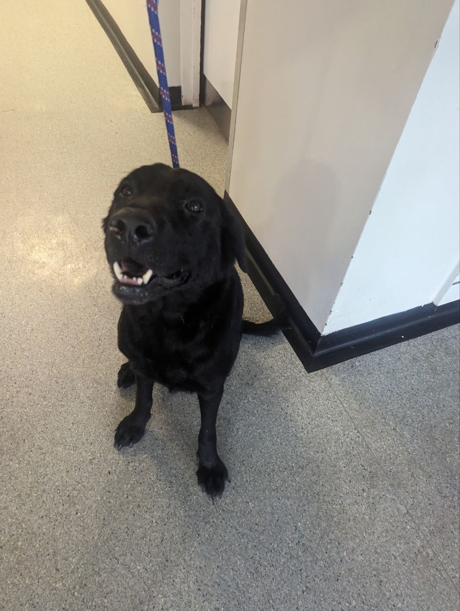 Urgent, please retweet to HELP FIND THE OWNER OR A RESCUE SPACE FOR THIS FOUND / ABANDONED DOG #STALBANS #HERTFORDSHIRE #UK
Female, Labrador, chip not registered, found 6 May. Now in a council pound for 7 days, she could be missing or stolen from another region. 
Proof of…