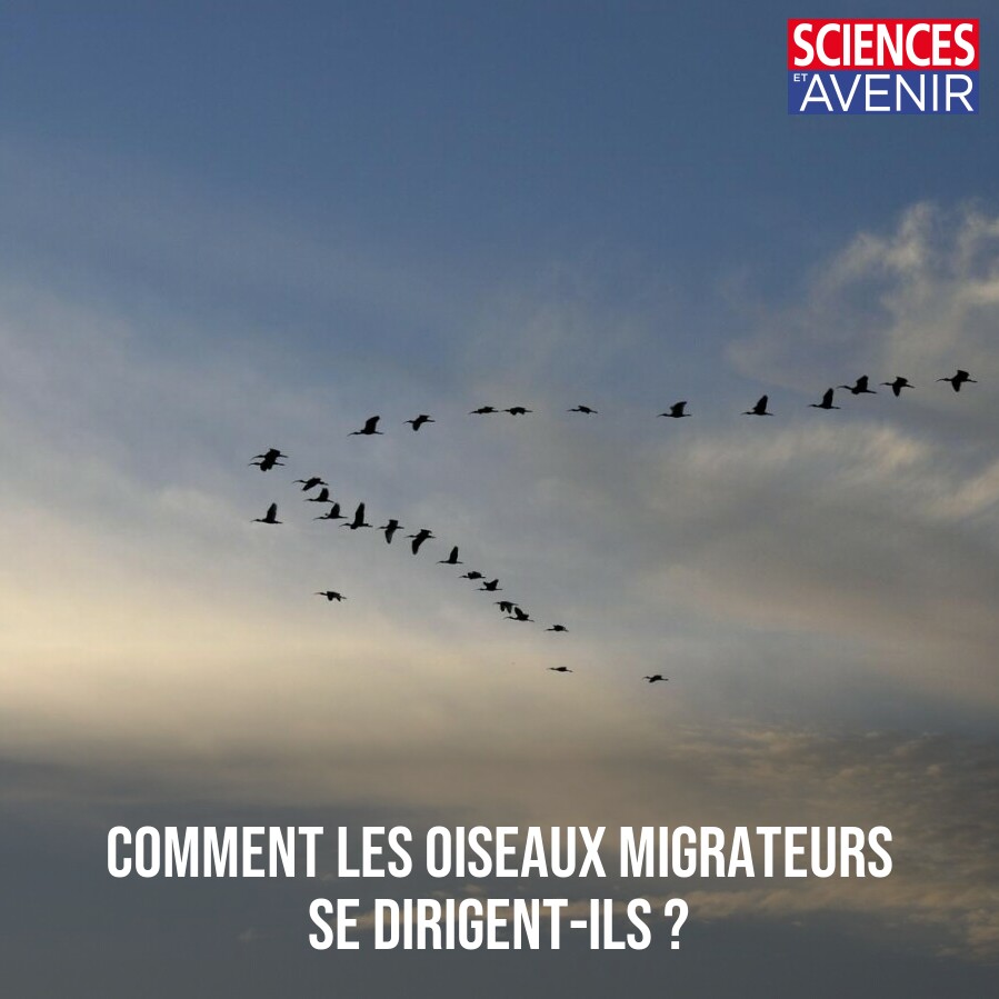 Ils n'ont pas de boussole ni de GPS caché dans leur plumage, mais ils parcourent chaque année des milliers de kilomètres 👉 l.sciencesetavenir.fr/IGP