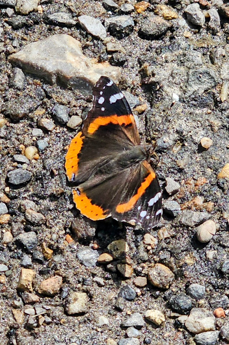 Stopping for a little nourishment..

#butterfly #easttn #outdoors #nature #NaturePhotograhpy #visualstoryteller #freelancer