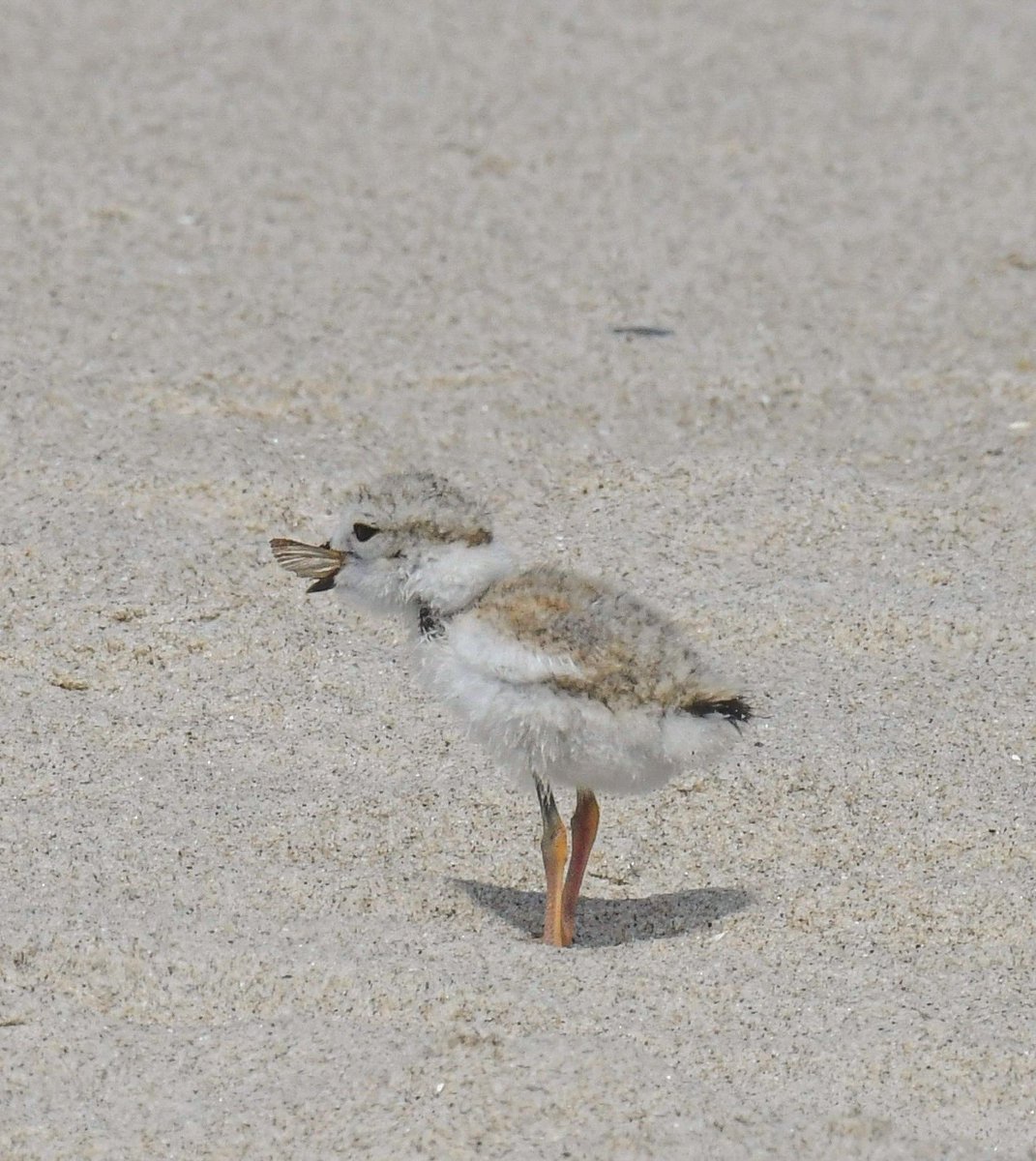 NYC Plover Project tweet media
