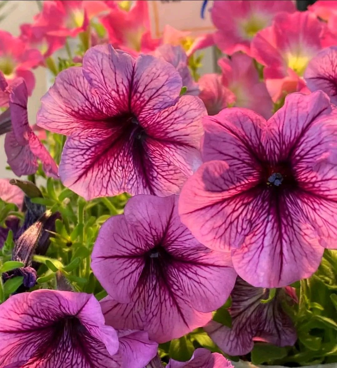 MorganMike89986's tweet image. Good morning 😊🥰