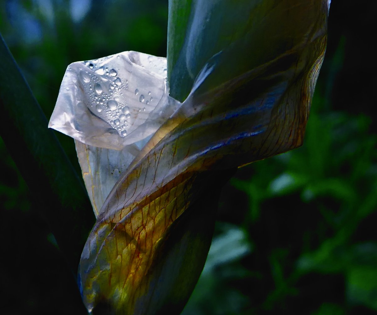 The collection of rainwater in the film of an iris bud growing at the edge of the garden, in spring. #evening #light