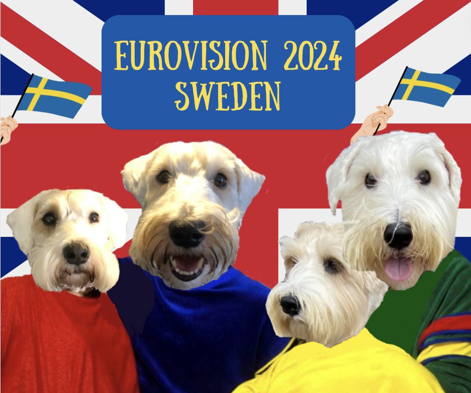 Looking forward to tonight’s #Eurovision show. I suspect we will flop but nevermind, we know #UK music is fab! Go #Olly! We’re available for next year….😘❤️🐾🇬🇧👏🏻 #Eurovision2024 #sealyham #sealyhamterrier #sealyhamterriers #terrier #dog #dogs #dogsofX #dogsonX