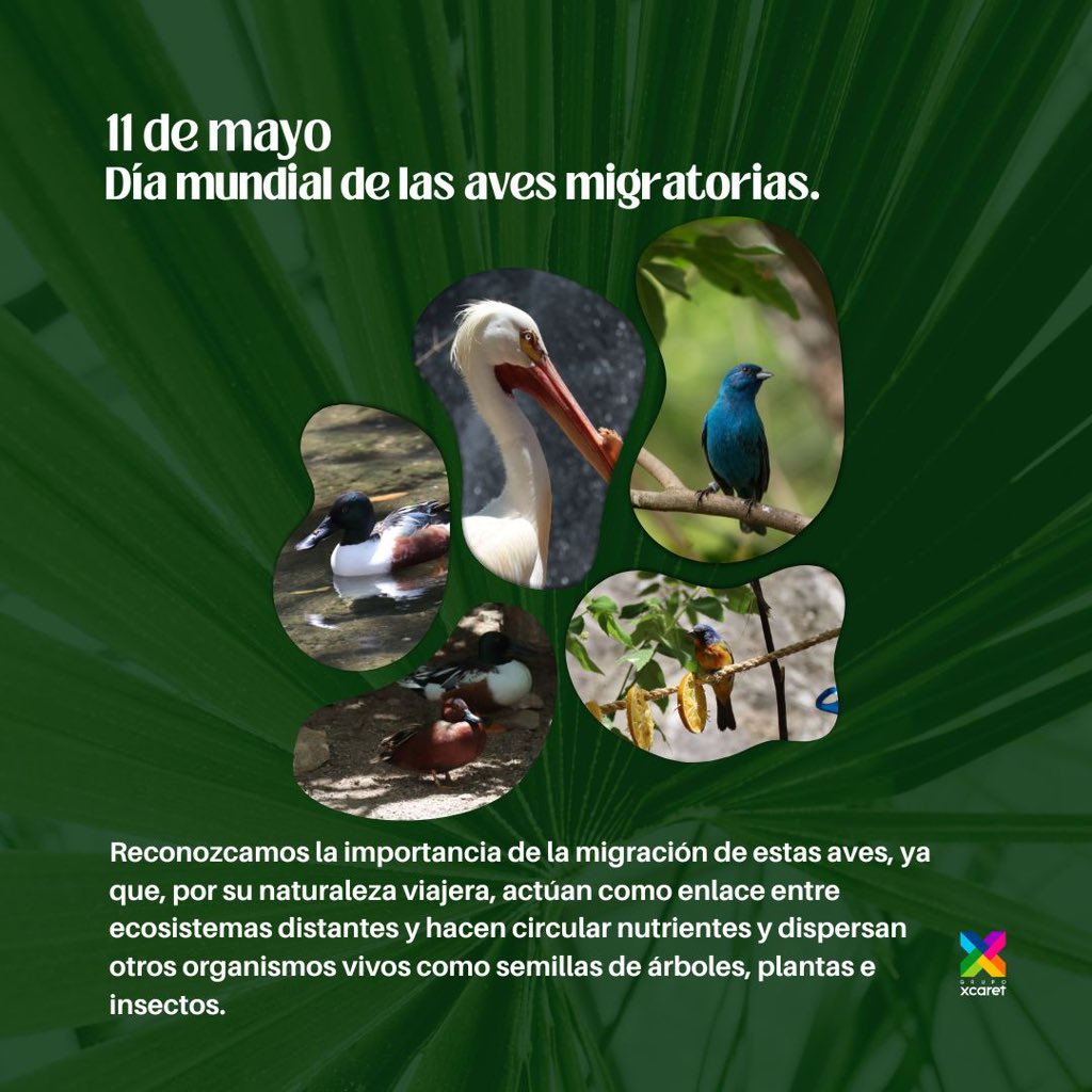 Hoy 11 de mayo, se celebra el Día Mundial de las Aves Migratorias.  Gracias a su existencia en el planeta se puede lograr un perfecto equilibrio evitando la propagación de plagas que afecten la salud de los seres humanos. Puedes conocer 5 especies en el aviario de Xcaret.