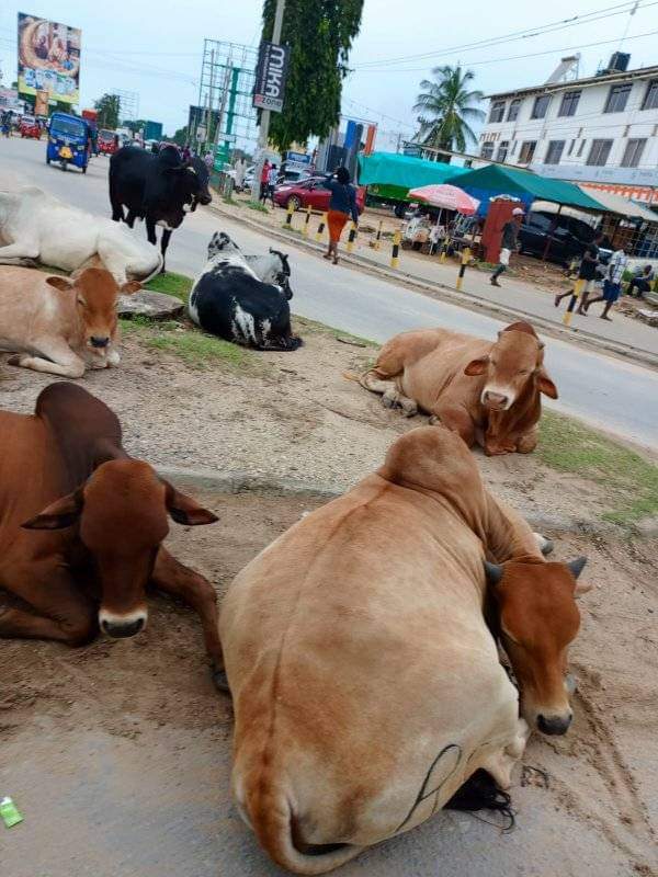 This nonsense has to stop. Livestock belong on farms but the residents of Diani and Ukunda let their Livestock out on the streets and roads everyday . Can @OurKwaleCounty enforce these laws? @mohammedhersi @magicalkenya @NemaKenya @gabrieloguda @C_NyaKundiH @BravinYuri @Ma3Route