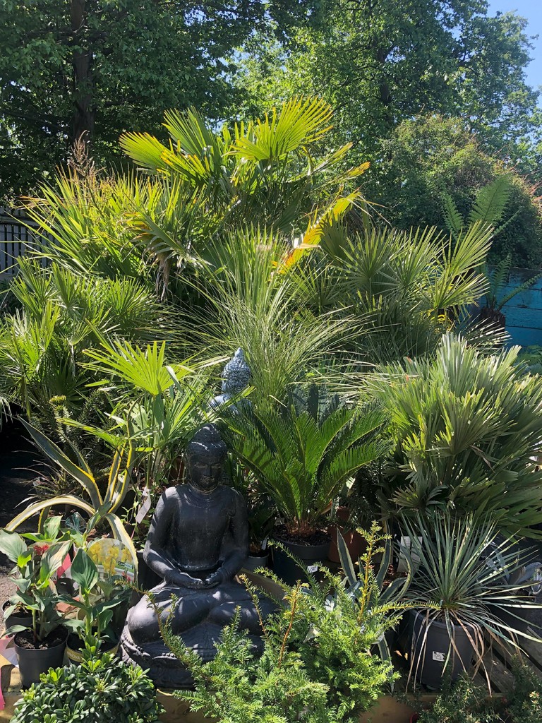 Bask in #tropical glory with our collection unrivalled in London – a centre piece for your green space
#gardencentre #since1983 #socialenterprise #camdentown #northlondongardeners #gardenlovers #house_plant_community #trainingandemploymentopportunities