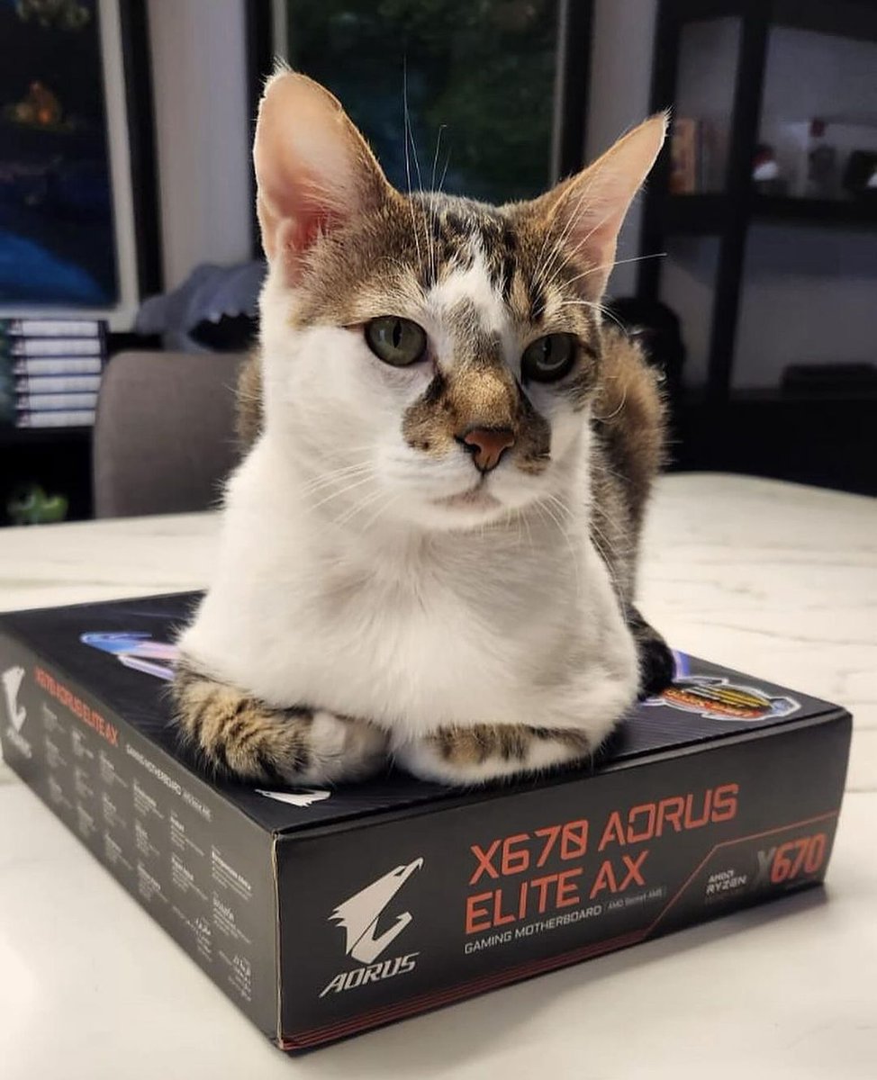 😼 Our motherboard box is officially cat-approved! 😸😸😸 #cat #cats #caturday #aorus #gigabyte #motherboard #pcparts