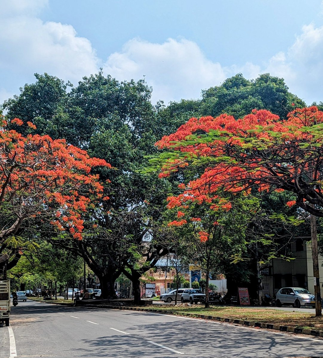 May flowers🌸 #CandidMysuru