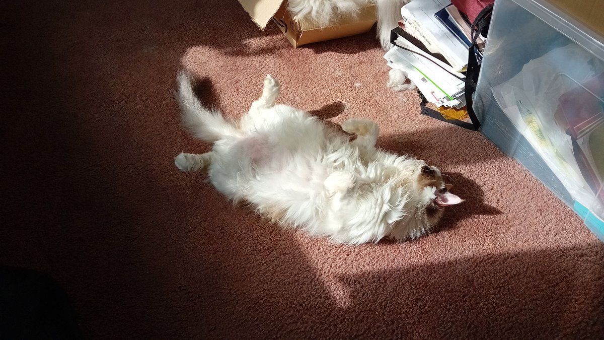 @ACVP Sunbathing in a sunbeam while I write an essay and review a paper or two.....wish I was a cat!