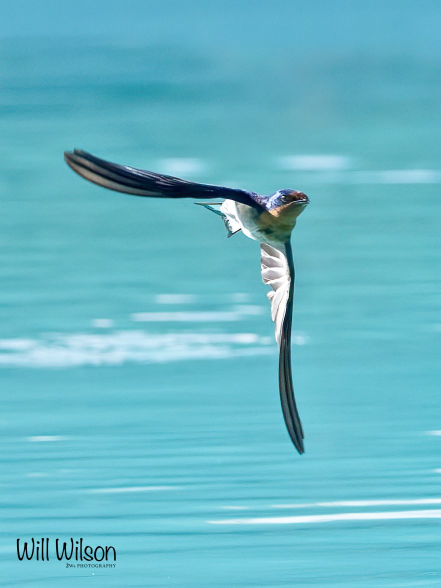 An Angola Swallow on the wing… 📍@AkageraGame in @AkageraPark #Rwanda #RwOX #TwitterNatureCommunity #VisitRwanda