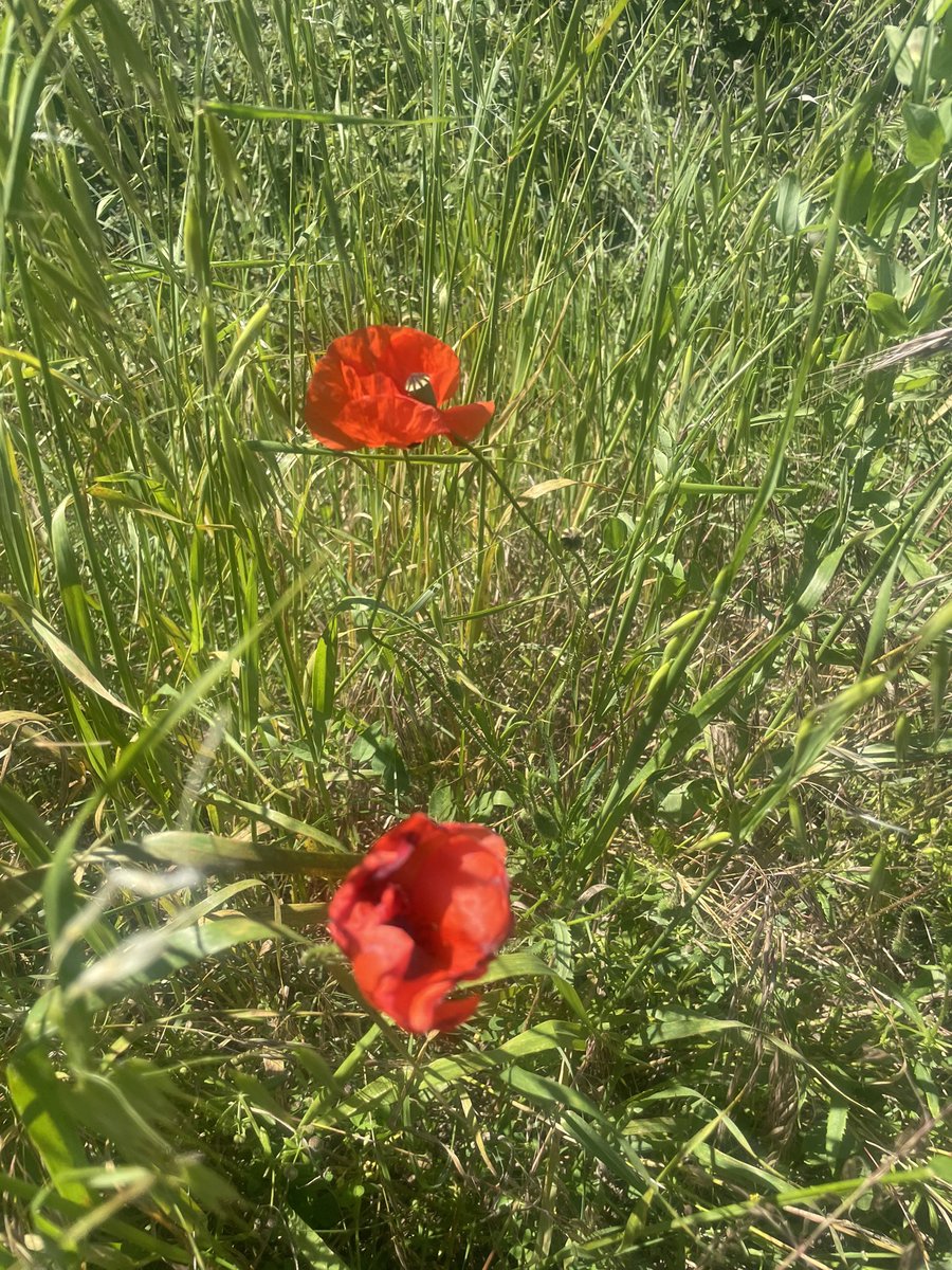 john brittenden tweet media