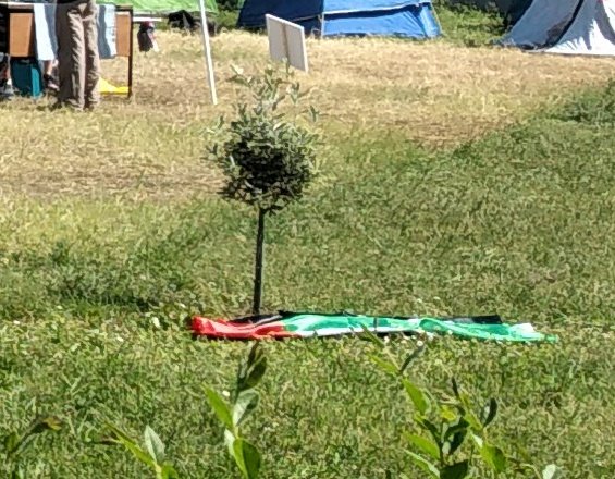 In the main quad at @LaStatale University Milan the students of the #GazaSolidarityEncampment have planted a small olive 🫒 tree. A symbol of peace, but also a plant that has special meaning for Palestinians. A little gesture, but touching.