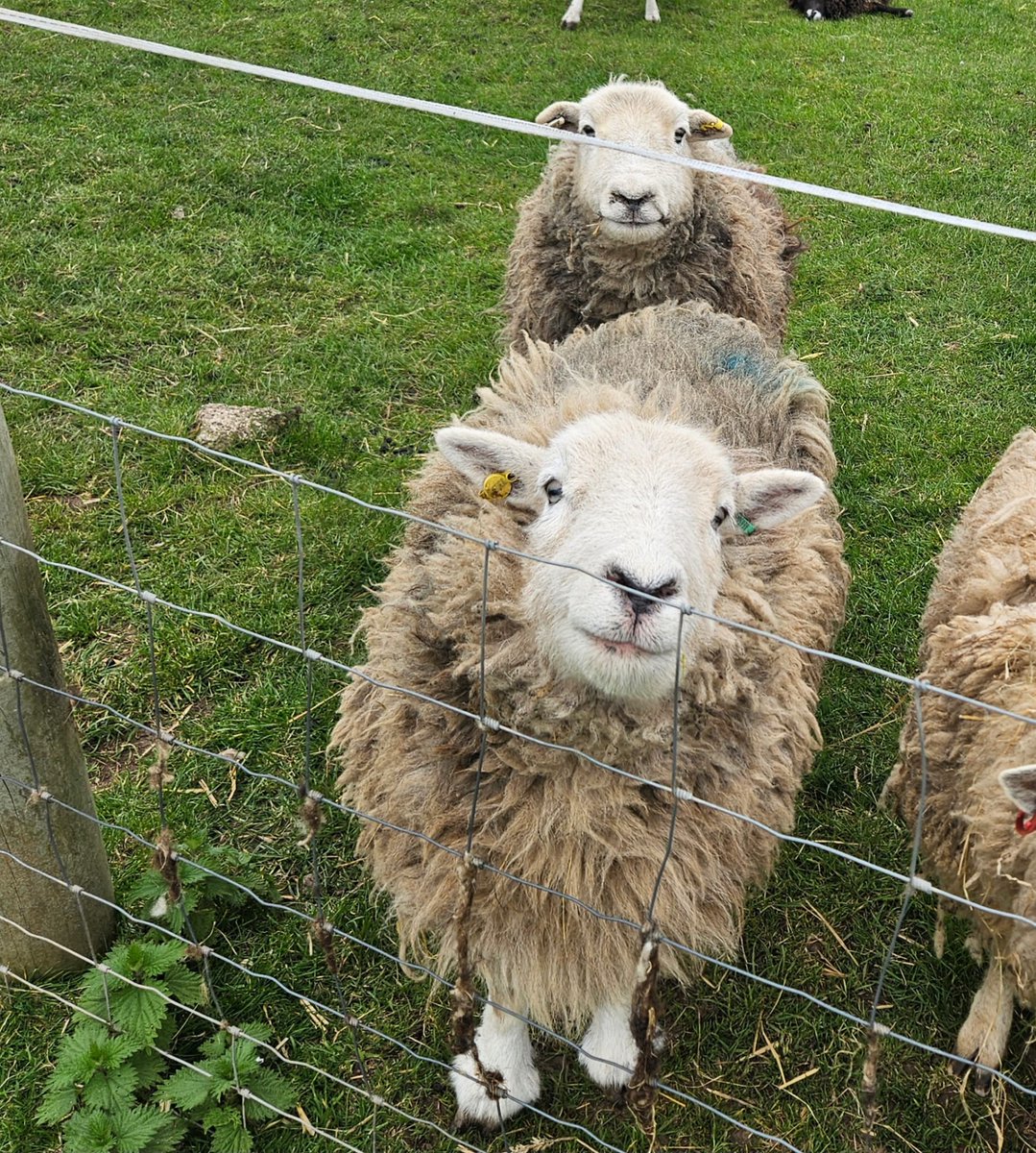 fars_sanctuary's tweet image. Sisters #CloudSheep &amp;amp; #StormSheep 💖

Mother Nature&apos;s works of art 🎨🐑 &amp;amp; our sweet friends 🥰

They will only ever know kindness &amp;amp; care 🤗

If only all sheep could live this way, far, far away from the horror of the slaughterhouse 🙏

#FriendsNotFood
#KindToAllKind
#VeganForThem