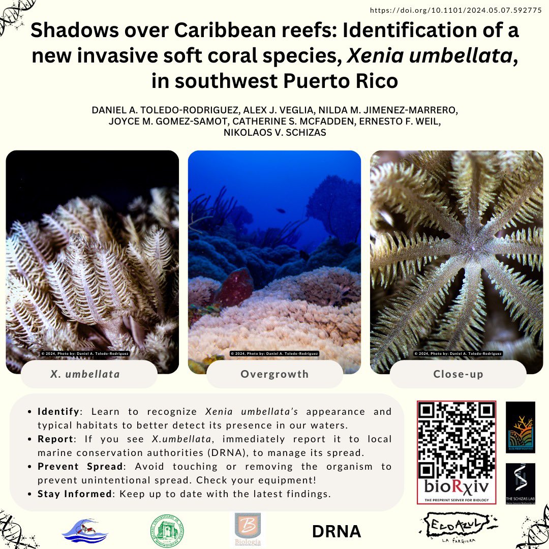 New invasive pulse octocoral on Caribbean reefs — Xenia umbellata confirmed in PR; an additional nightmare for already degraded reefs :/ Preprint here - biorxiv.org/content/10.110… Publication coming soon, keep an eye out and report! @DRNAPR @ElNuevoDia @uprm #CoralReports