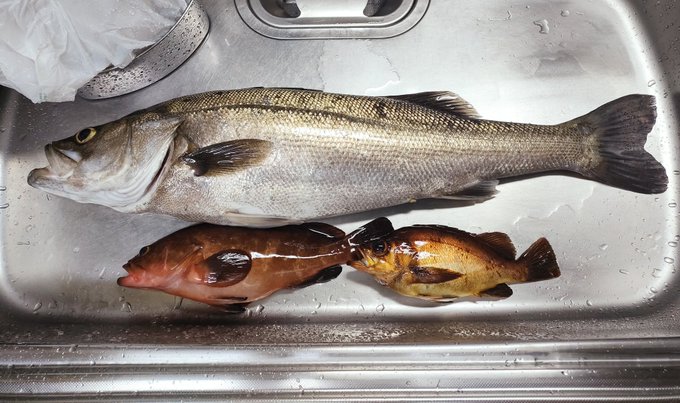 ちゅんず釣果🐟 