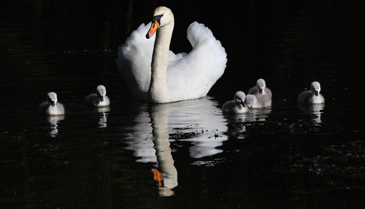 That's all from us today. We will leave you with this picture of a beautiful swan taken in Torfaen by Alan Phillips of the South Wales Argus Camera Club