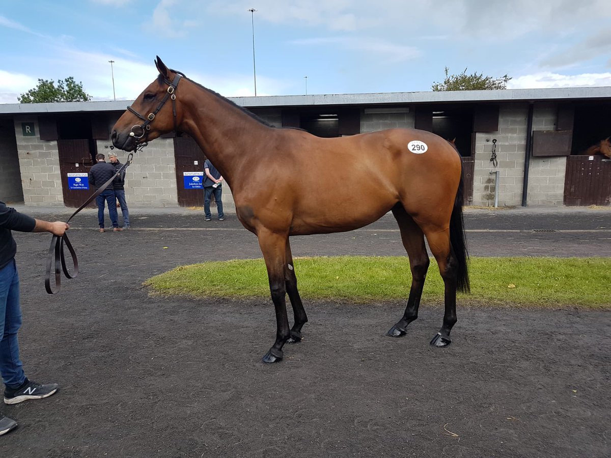 Well done to connections of Maxi Mac Gold @swflanagan7 @nolan_racing winning impressively today @corkracecourse 💥🏆🥇 Maxi Mac Gold was sold to connections @Goffs1866 Arkle Sale by @TreannahowS