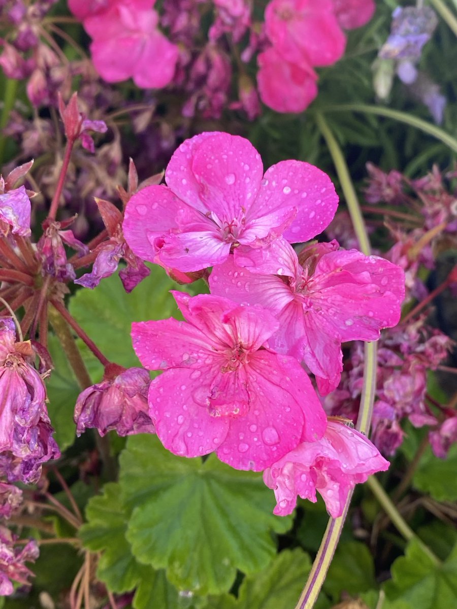Geraniums in the garden this morning. Hope you’re enjoying your Saturday!  🌸 🍃☀️#flowers #gardening