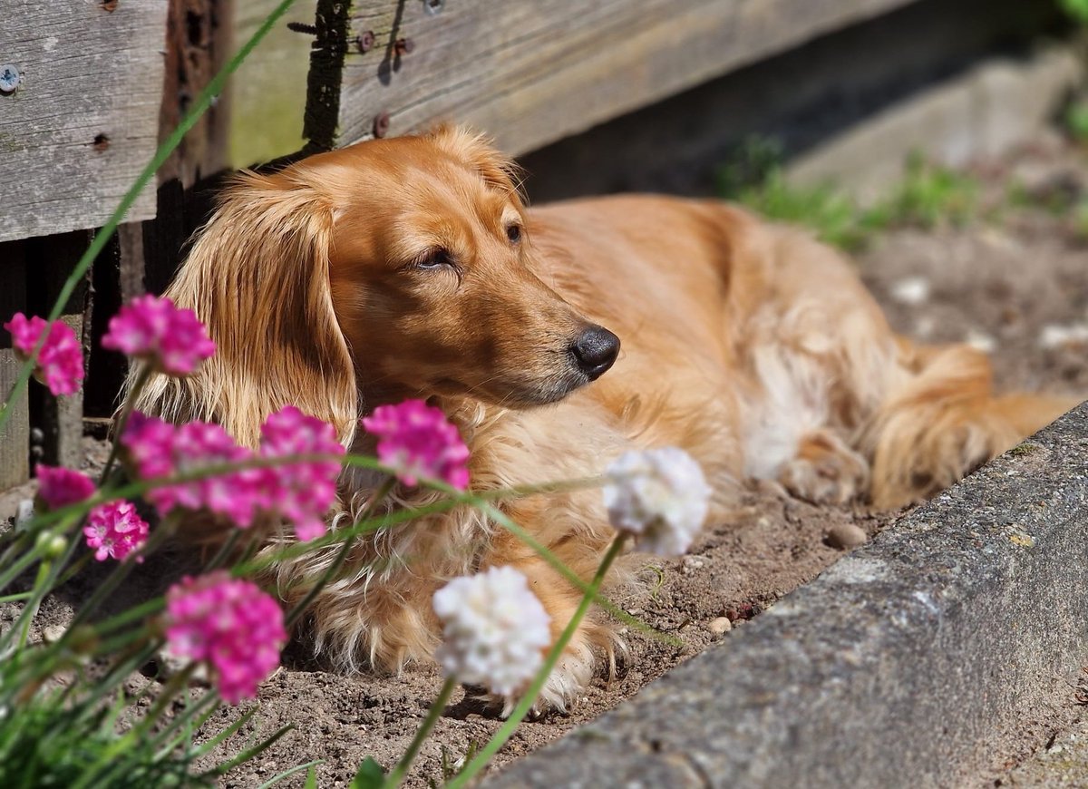 Ophira loves the sun... 🌞🐾
#Bandita #Zelda #DogsofTwittter #Dachshund #Doxie #Teckel