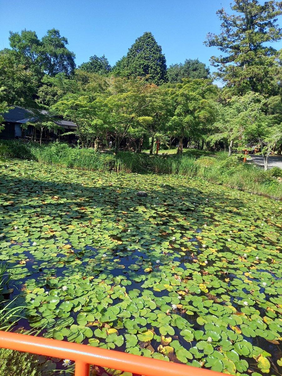 京都に住んでて良かったと思えるのは朝のドライブで、誰もいない寺社仏閣に散歩でいけること⛩️
 #京都 #京都観光 #大原野神社