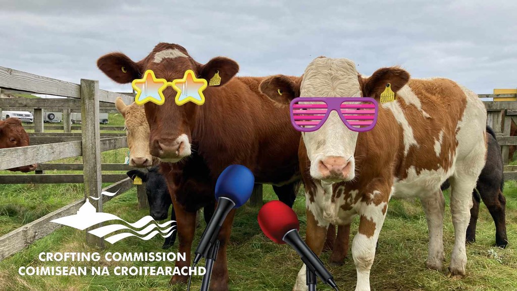 Eurovision? We got Croftvision! Ditch the costumes, our cows are naturals. Can your rooster sing? Cow milking a masterpiece? Show us your farmyard talents! #Croftvision #Eurovision #FarmingFun #ScottishHighlands