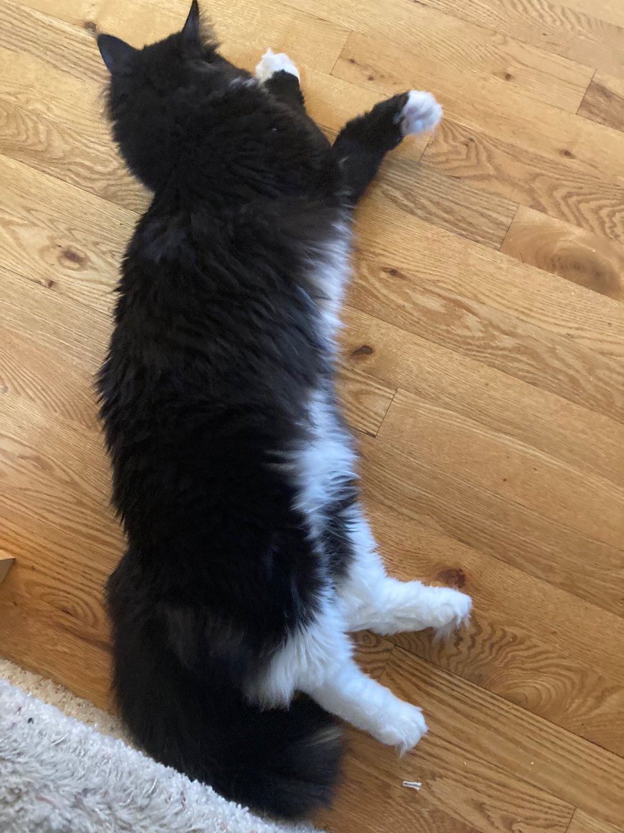 Tuxedo Cat Gus laying around