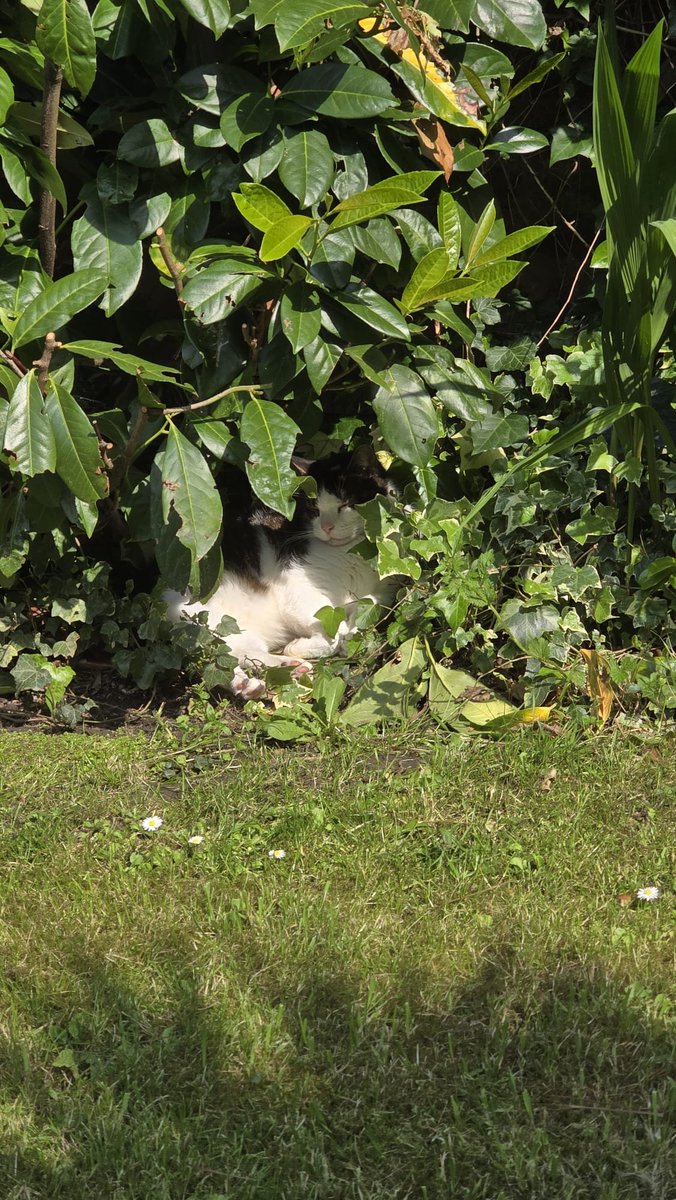 In amongst the laurel leaves...🌞
#Simba #Caturday #CaturdayEve 
#CatsOfTwitter #weekendsunshine #writerslife