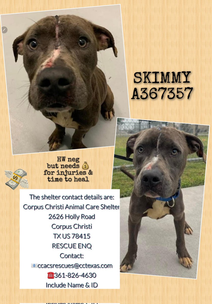 🚨🆘️#URGENT🥵 SKIMMY #A367357 only 1 yo, skinny & wounded by humans &animals.  In spite of that 'extremely friendly' Afraid of loud kennel 
#CorpusChristiACS is #CullingHomelessDogs
HW neg! Needs #PledgeForRescue #RescueVillage #FostersSaveLives