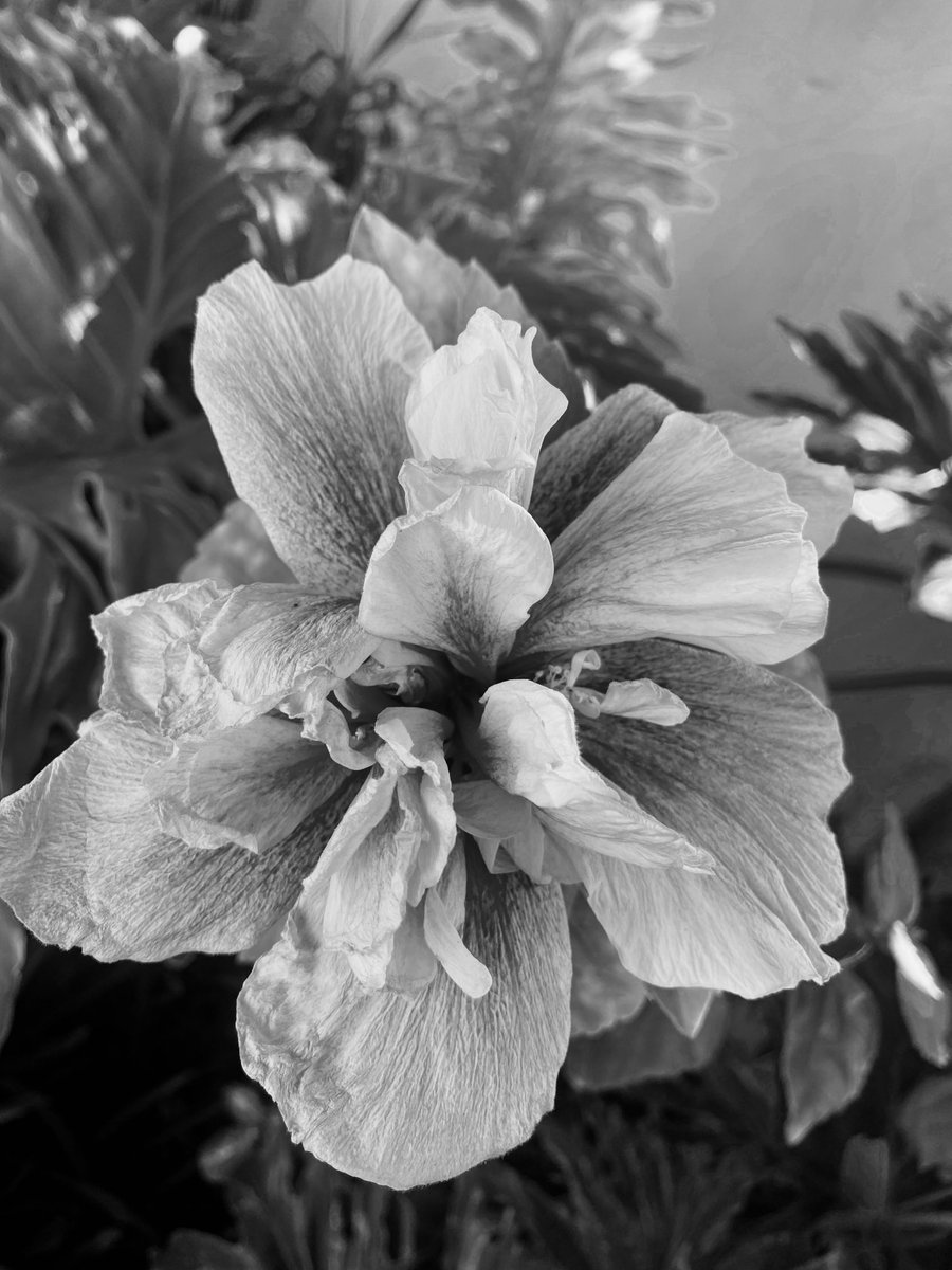 #Blackandwhitephotography #BnW #Hibiscus