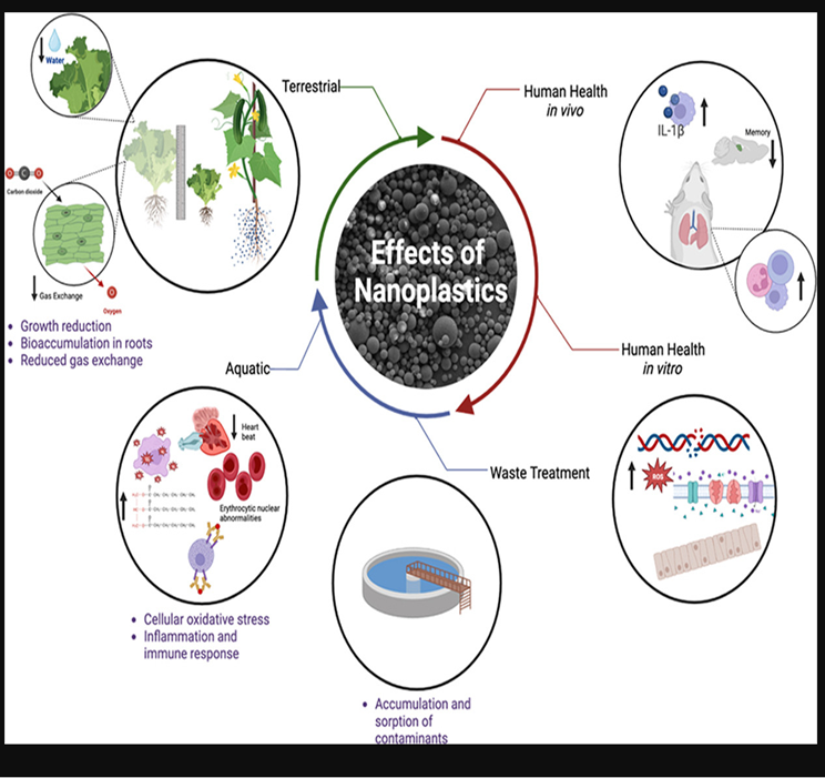 11/5/24, McConnel H et al. A systems perspective of terrestrial, aquatic & human health impacts of non-polystyrene-based nanoplastics. Current Opinion in Environmental Science & Health. 2024, 100557. doi.org/10.1016/j.coes… (1)