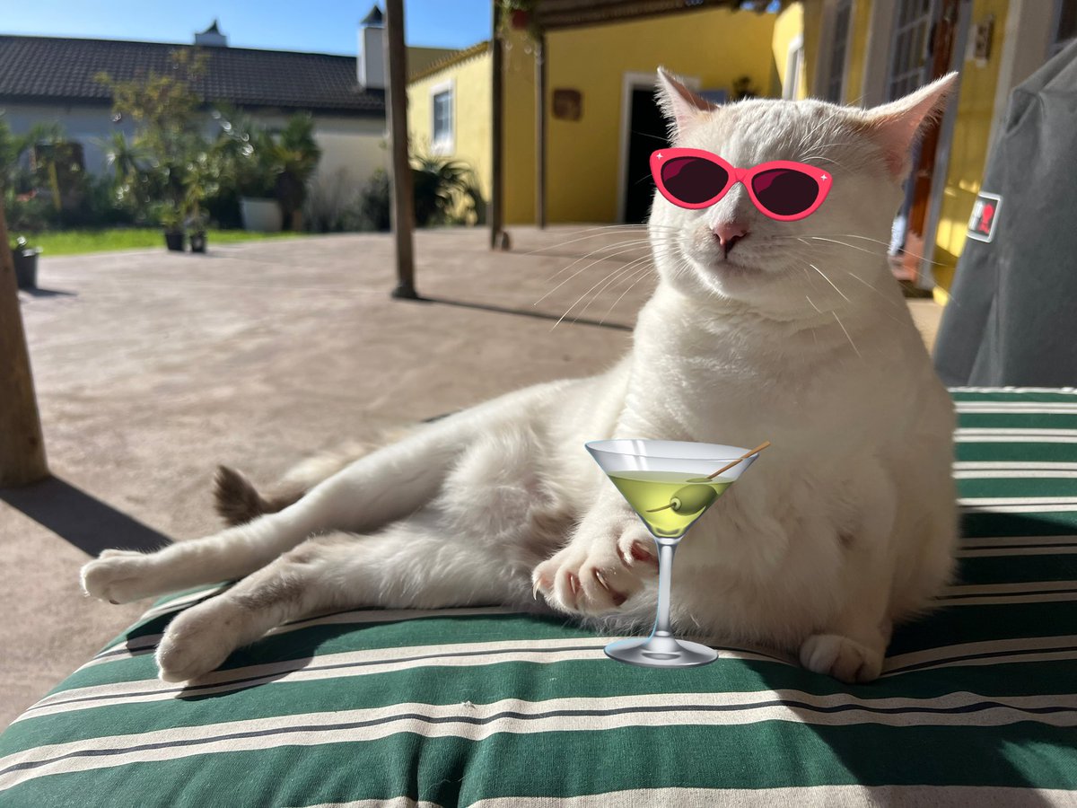 Cheers everyone! 🍸🍹 #Caturday #SaturdayVibes #cats #CatsOnX