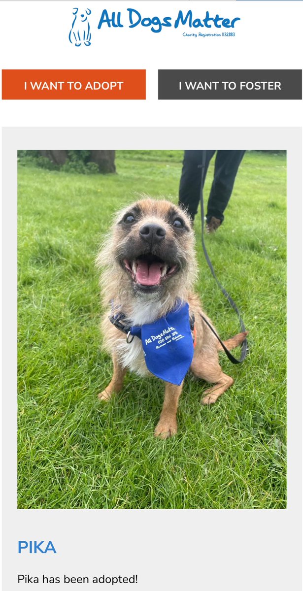 🌟 Say Hello to Pika! 🌟

Adopted from @AllDogsMatter in London 🇬🇧, this charming furball has captured our hearts right away. Named by our community, Pika symbolises strength and the happiness of discovering a forever family. Let's warmly welcome him to his new home and send