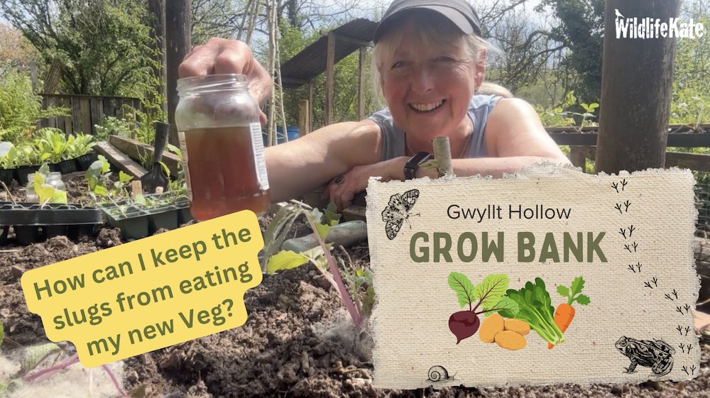 I've carefully grown lots of veg from seed, including these Pak Choi.... but the slugs love them! Find out how I plan to deter them on my latest video from #GwylltHollow youtu.be/GT1r21b29x8