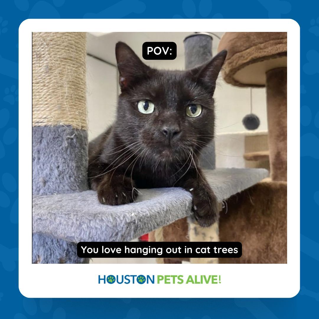 Meet Kiwi, a sweet and charming cat who loves cuddles and bird-watching! 🐱 Visit him at PetSmart, Dunvale - 8380 Westheimer Road, and make him a part of your family! Apply online to adopt. 🥝 #houstonpetsalive! #HPA! #rescuecat #catfoster #catadoption #cats