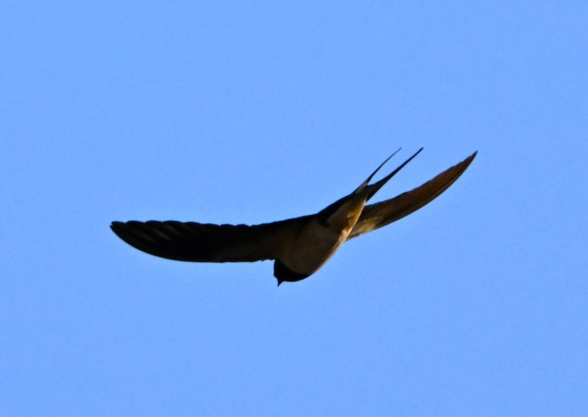 Chaffinch by Patrick Franco and Swallow by Paul Rocca #Gibraltar #BirdsSeenIn2024 @gonhsgib @_BTO @BirdingRasta @BirdGuides @Natures_Voice @Britnatureguide @BirdLifeEurope