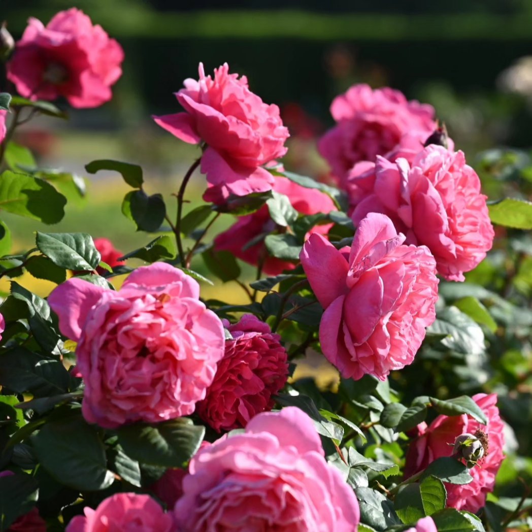 バラ🌹
大宮花の丘公苑のバラが満開間近になってきました📸