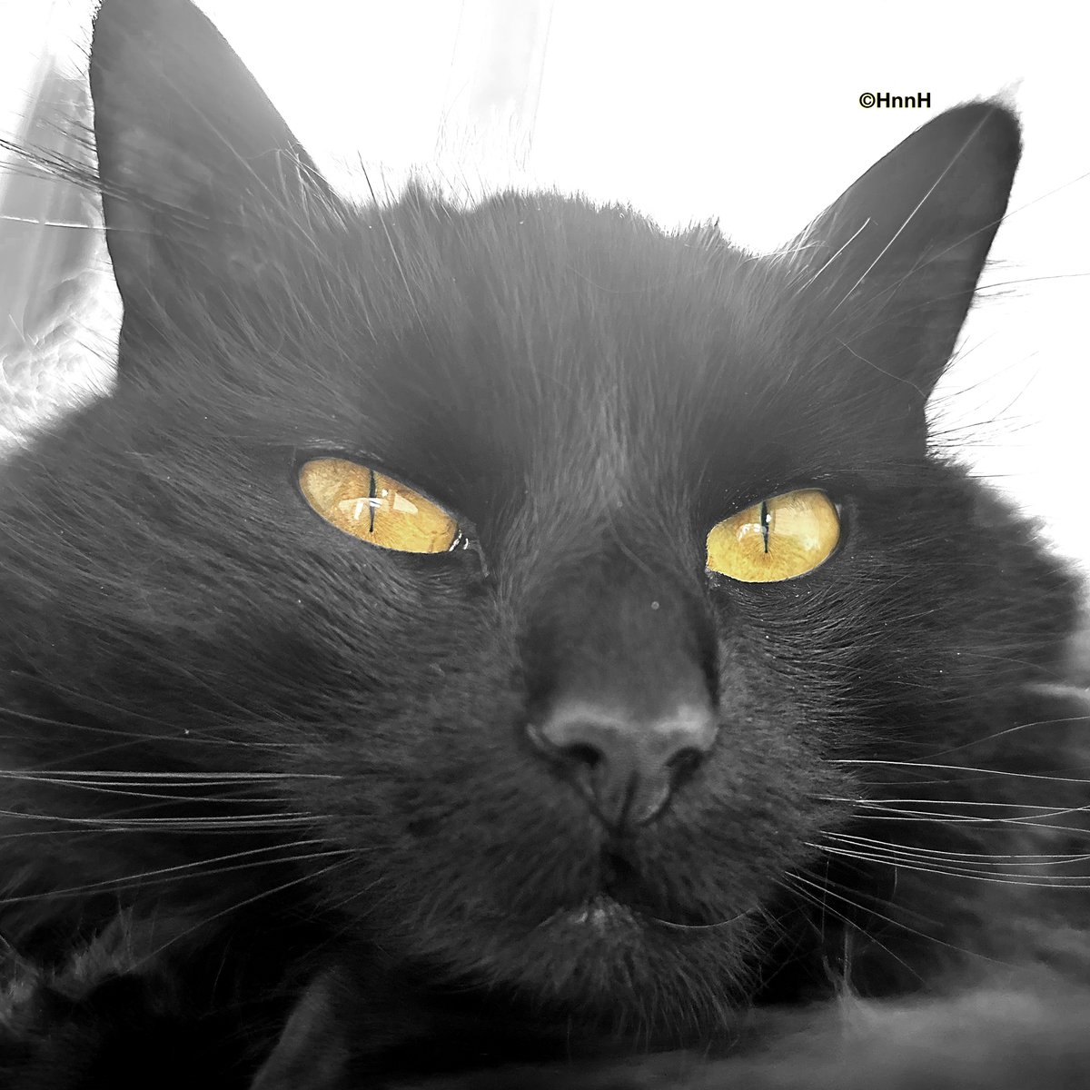 Don't piss off the #cat...

#Caturday #HappyCaturday #PetsAreFamily #CatMum #CatMom #CatsAreFamily #BlackCats #BlackCat #CatsLover #LoveBlackCats #Kitty #GatoNegro #ChatNoir #Cat #Cats #Kitten #Purrfect #Meow #Photography #BlackAndWhite #BnW #Fotografia #CatsOnX #CatsOfInstagram