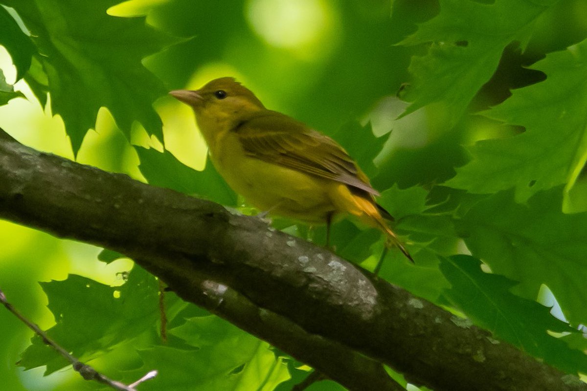 Wood thrush, warbling vireo I believe, female Baltimore Oriole and female summer tanager at Alley Pond park this morning. #birding #birdwatching #queens #birdqu