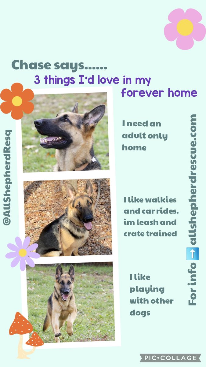 I'm hoping Chase can find a furever home to put his paws up A forever home with his own human to show him love & kindness,with treats & toys & a bed to snuggle on Please RT to help #OTLFP #AdoptDontShop All his info is here➡️allshepherdrescue.com @AllShepherdResq #Maryland #USA
