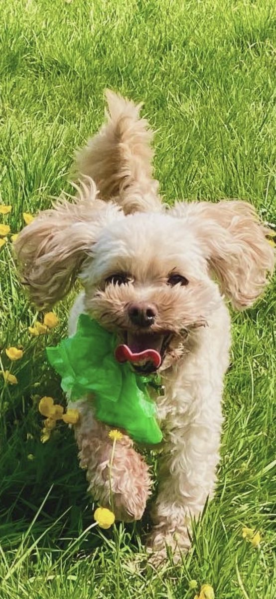 longleigh73's tweet photo. If happiness could be captured ! Freddie struggles on her walks these days &amp; gets stressed &amp; tired. She struggles to recognise me when there’s other people around, this is her suddenly recognising me and running with joy ! 😍 @DansonPark #cavachons #foundmyowner #purejoy #bexley https://t.co/HEmuwTxC7b