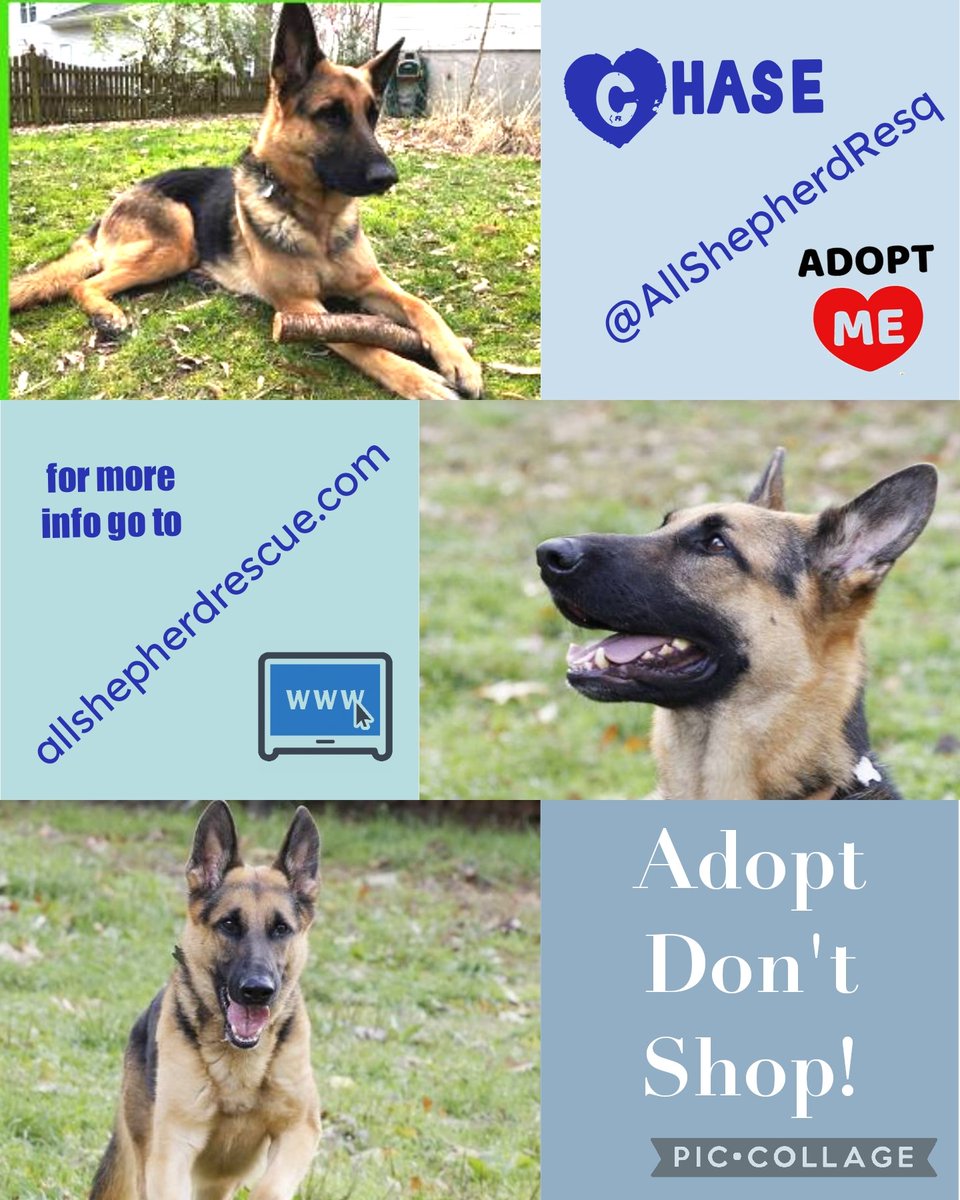 Yayyy it's #OTLFP adoption segment time! Are you ready to meet my rescue pet this week? Today I have a pawsome pal ready to join the #DogsOfTwitter from @AllShepherdResq & he needs a home, maybe we can we help find one. Chase is in Maryland USA. Let's try to help find a home