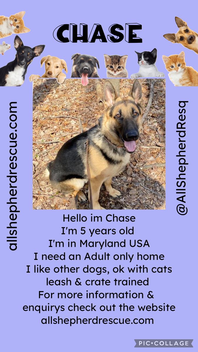 Everyone please meet Chase he is in #Maryland USA with @AllShepherdResq & He is looking for a #foreverhome 🏠 Could he come and live with you maybe? Please RT to help find him a home  All his info is here ➡️ allshepherdrescue.com  #OTLFP