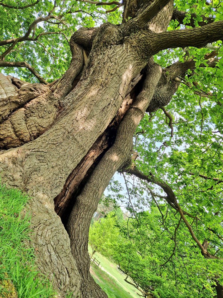 Old oak trees, silent witnesses to centuries of stories, their gnarled branches whispering tales of time with each sway🍃

#Nature's guardians, rooted in history, standing tall and proud amidst the passage of time 🌳 #AncientWisdom