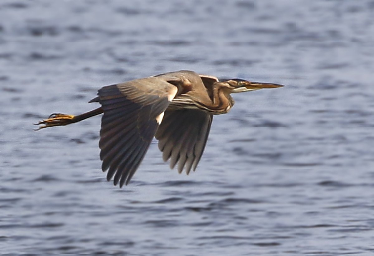 Today, I set off early with a friend to find the elusive Purple Heron that had been reported. This is a very rare bird which visits us occasionaly from Africa & Asia! Luck was on our side and here is the bird flying over the water! Enjoy! @Natures_Voice @NatureUK @KentWildlife
