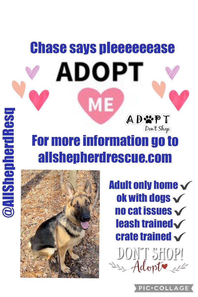 So let's hope our #OTLFP tweets can help Chase from @AllShepherdResq find a furever home.  Let's RT RT RT RT for him & lets keep out paws crossed we can help find a #foreverhome 🏠 #AdoptDontShop  Send all enquiries➡️allshepherdrescue.com #Maryland #Pennsylvania #Virginia #USA