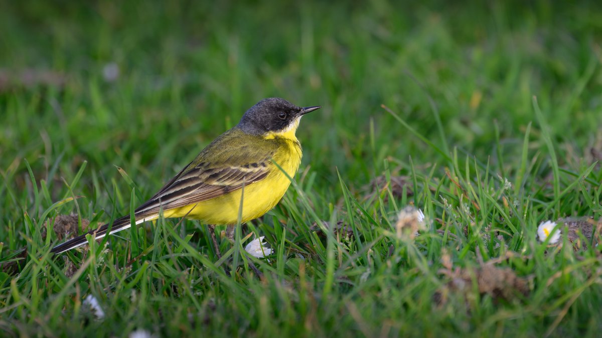 Grey-headed Wagtail - the bird found this morning on Tyn Llan fields, Cemlyn by John Dyda did the decent thing and stayed into this evening. Also present male Blue-headed Wagtails and presumed 2 females. @AngBirdNews