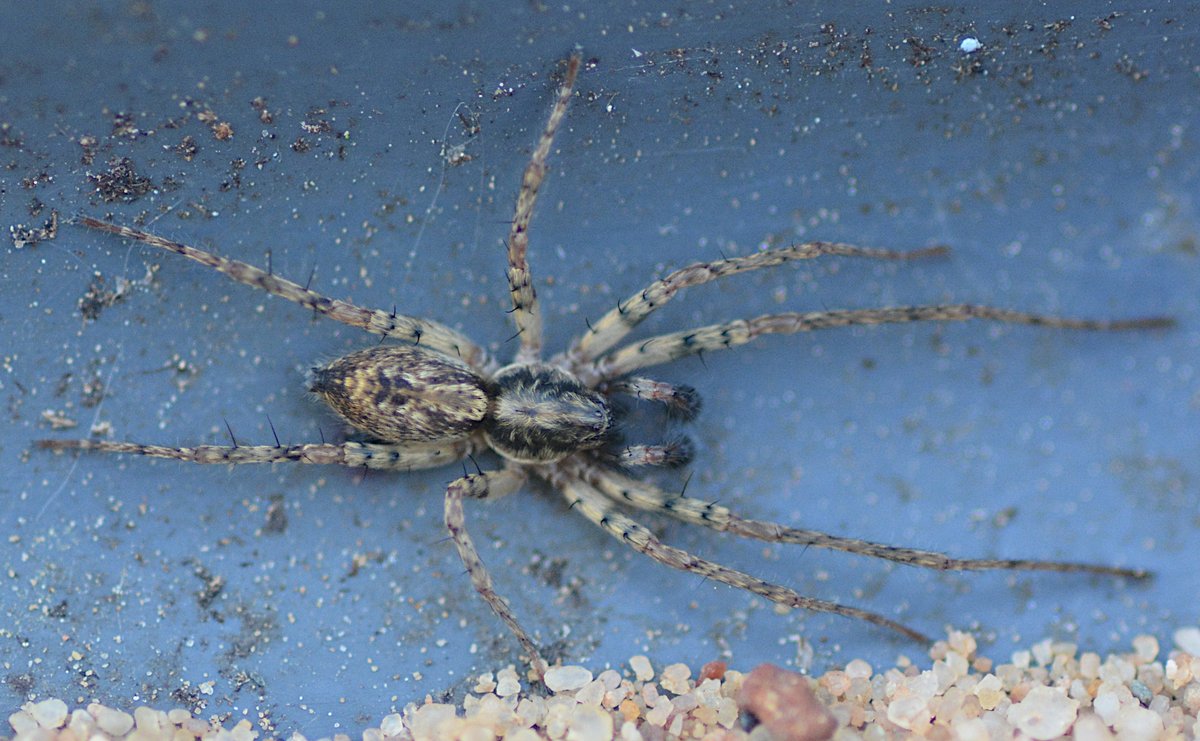 A male Ayphaena accentuata, one of many interesting spiders found at today's spider ID course @banhamzoo, expertly led by @cofnod. Tomorrow we venture to Knettishall Heath @joemyers @NorfolkNats @andydouglas1967 @arableplants