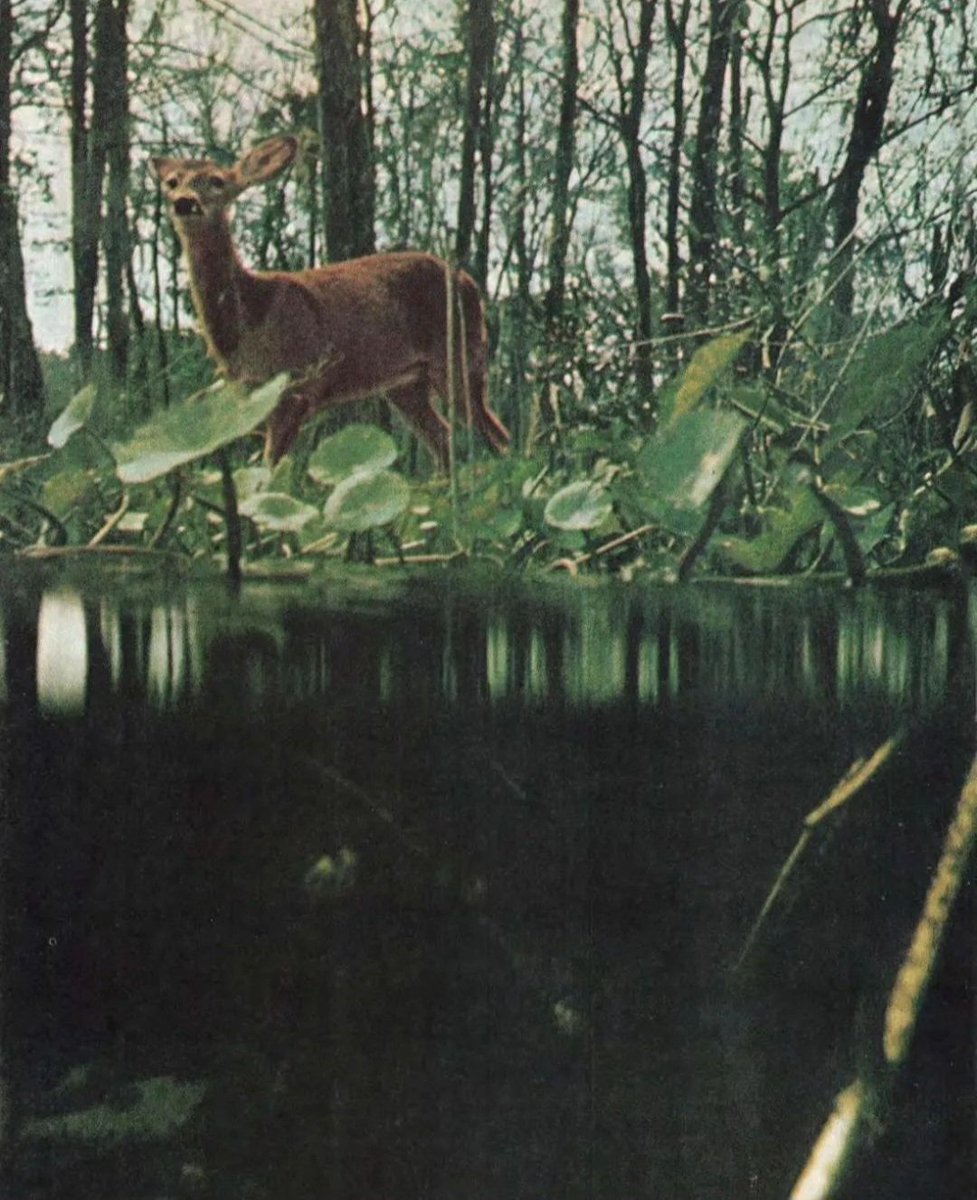 Phil Drabble, My Wilderness in Bloom, 1986.
'Bir ceylan su içmeye iner/ Çayırları büyürken görürüm. ' İ Berk