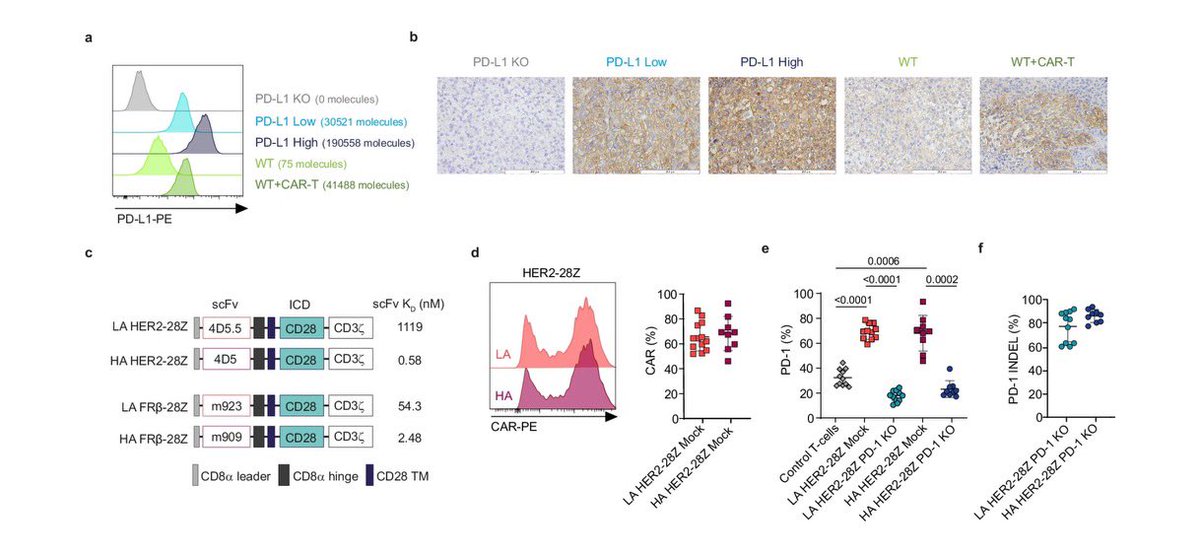 #ScienceSaturday T-cells gene-modified with chimeric antigen receptors (CAR) can be inhibited by the PD-L1 molecule on tumor and stromal cells. How does CAR design impact T-cell inhibition by PD-L1? In this study, @GuedanS evaluated the role of CAR affinity and co-stimulatory