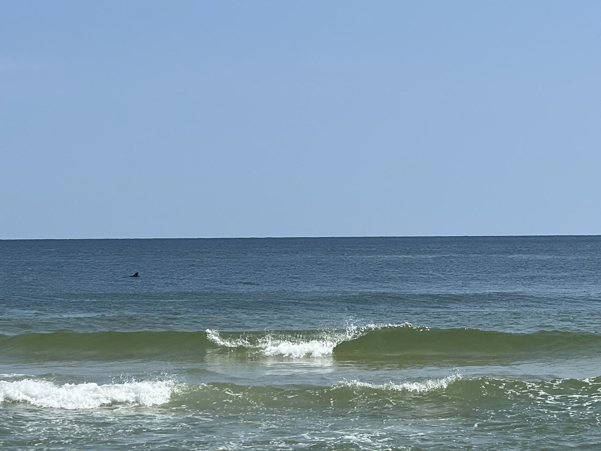 Dolphins! #Gulfshores